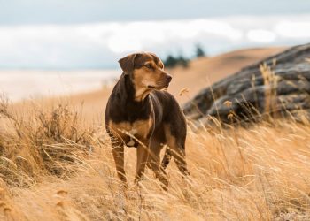 Assista ao trailer encantador de A Caminho de Casa