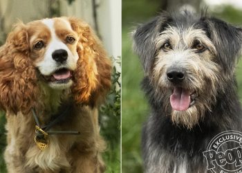 foto do filme a dama e o vagaundo